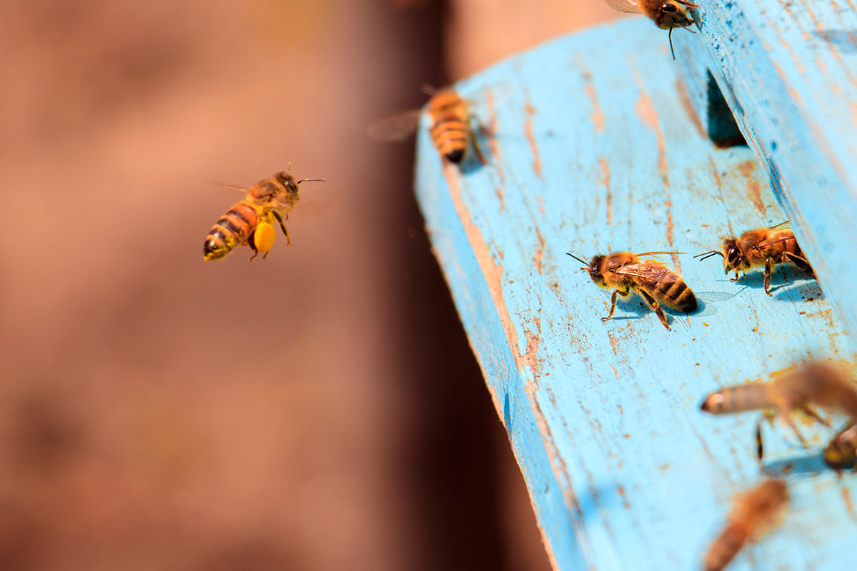 Las bondades de las abejas