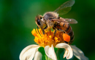 Flores amigas de las abejas